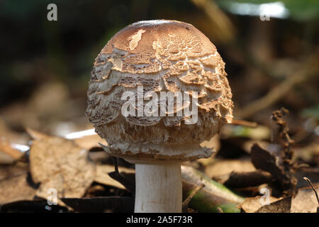 I funghi selvatici in foresta Foto Stock
