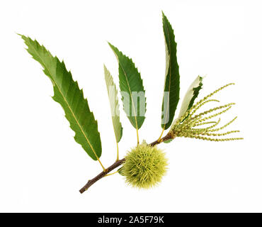 Primo piano del fiore di castagno e frutta isolato su sfondo bianco. Foto Stock