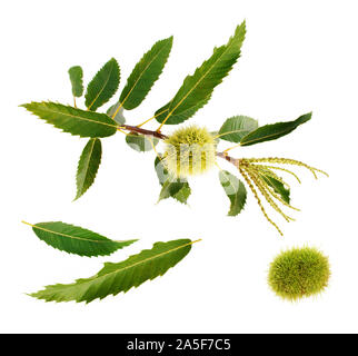 Primo piano del fiore di castagno e frutta isolato su sfondo bianco. Foto Stock