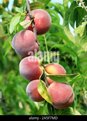 Mature le pesche su un ramo al momento del raccolto. Foto Stock