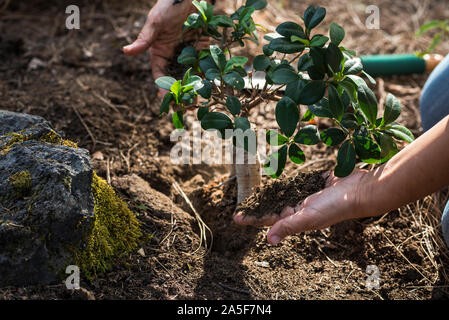 Close up di mani di piantare una pianta piccola o albero sulla terra - la donna desidera salvare la foresta e il legno - agricoltura e coltivando sul vegetab Foto Stock
