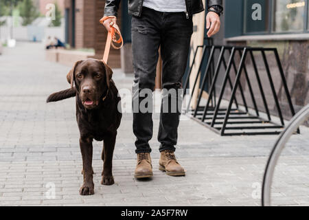 Carino marrone del cane di razza pura e il suo proprietario nello spostamento verso il basso della città mentre chiiling insieme al mattino Foto Stock