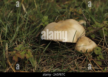 Melanoleuca cognata,la molla Cavalier un toadstool marrone con un grande cappello Foto Stock