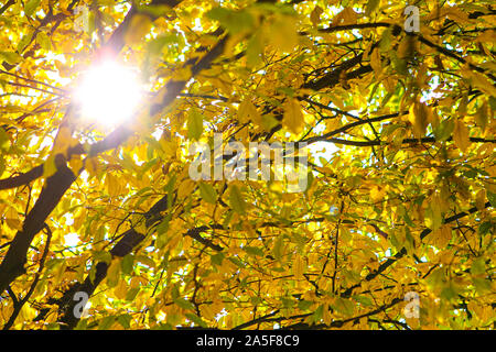 Colorfull autum leaves in orange, red, green fall colors Foto Stock