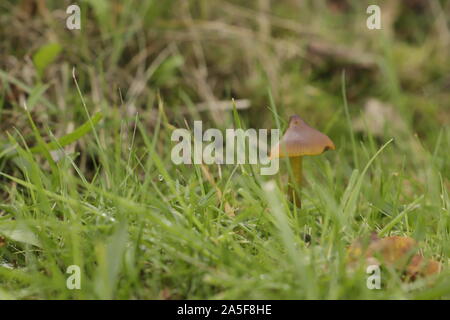 Hygrocybe minicata o Vermillion waxcap un rospo piccolo sgabello in crescita in autunno Foto Stock