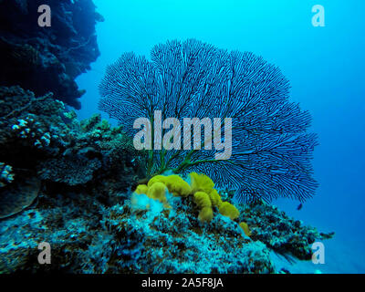 Un sano tropical Coral reef hosting e del piano portapaziente staghorn coralli incrostanti e, spugne colorate con blu chiaro l'acqua. Malolo Island Resort e L Foto Stock