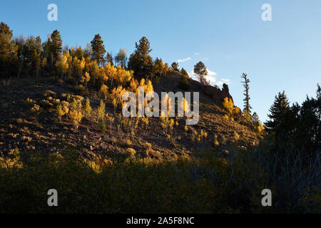 Aspen alberi con foglie di giallo, Utah Foto Stock