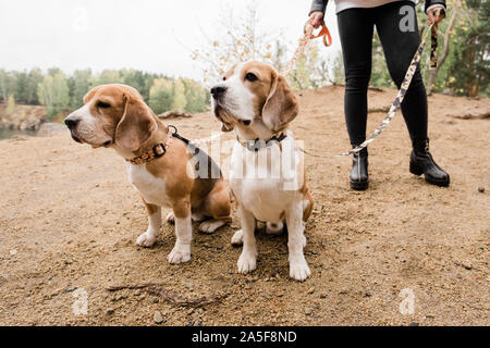 Due simpatici beagles di razza seduti sulla sabbia mentre si raffredda con il loro proprietario dal lago in ambiente rurale Foto Stock
