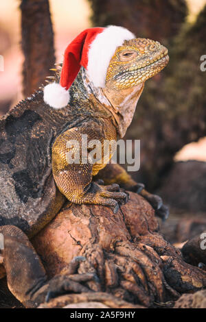 Galapagos Concetto di Natale - divertente immagine di Iguana indossando Santa hat, aka fake Natale Iguana. Da North Seymour Island Isole Galapagos La nave di crociera tour. Santa hat è photoshopped su Iguana. Foto Stock