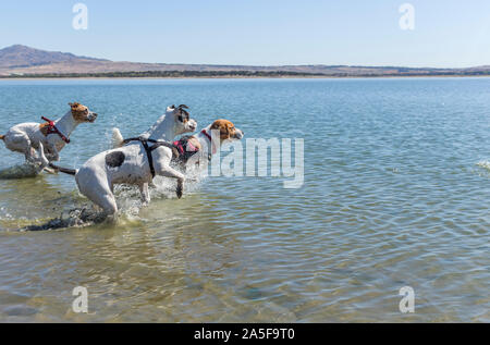 I giovani cani di razza beagle e razza amstaff giocando e saltando in acqua blu di un grande lago durante il giorno, circondato dalla natura Foto Stock