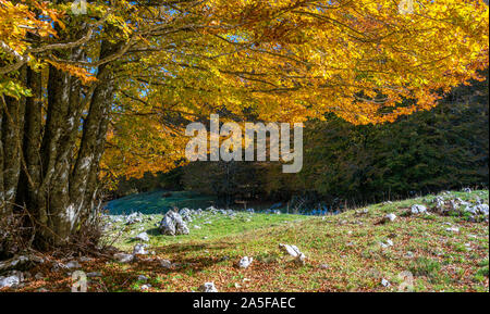 Fogliame in autunno a Forca d'acero, in Abruzzo e Molise Parco Nazionale. L'Italia. Foto Stock