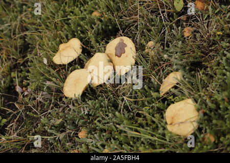 La molla cavalier o melanoleuca cognata toad sgabello Foto Stock