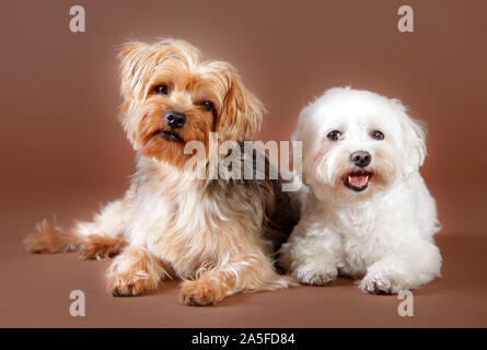 Yorkshire Terrier e bichon cane maltese in studio con sfondo marrone Foto Stock