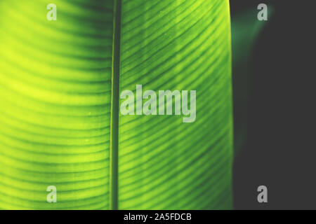 Primo piano di un giallo neon colorate in verde foglia heliconia illuminata dal sole dal retro Foto Stock