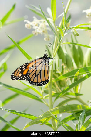 Farfalla monarca (Danaus plexippus) in appoggio sullo stelo di un palloncino milkweed impianto Foto Stock