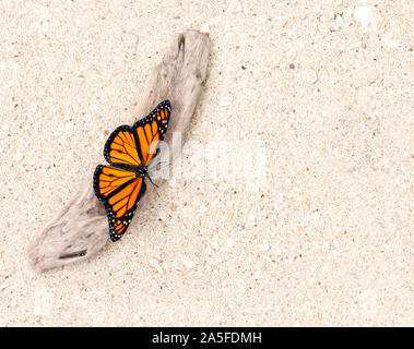 Farfalla monarca (Danaus plexippus) con alette aperte, poggiante su driftwood nella sabbia - vista superiore Foto Stock