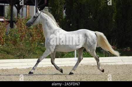 Cavallo andaluso vicino al galoppo lo stabile in corrispondenza del resto Foto Stock