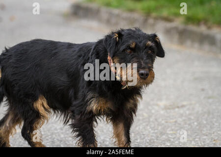 Il tedesco caccia Terrier (Deutscher Jagdterrier), vecchio cane femmina Foto Stock