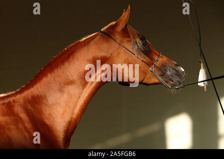 Razza Arabian Horse, ritratto di una baia a mare con gioielli briglia in uno sfondo scuro Foto Stock