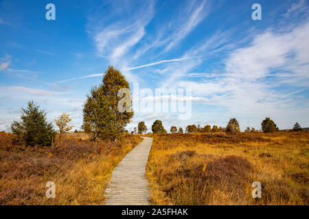 Il Belgio, la Vallonia, Hautes Fagnes, alta moor, nella regione di Eifel e Ardenne, parco naturale Hautes Fagnes Eifel, nella Brackvenn, vicino Mützenich, escursionismo t Foto Stock