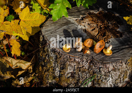 Raccolti commestibili selvatici funghi oleoso giacente sul moncone nella foresta. Spazio di copia Foto Stock
