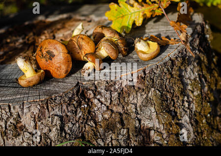 Appena raccolta funghi oleoso in bosco selvatico giacente sul moncone con colorate Foglie di autunno. Cibo vegetariano. Spazio di copia, il fuoco selettivo. Foto Stock