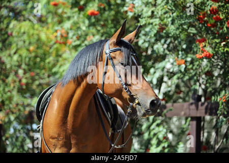 Razza Arabian Horse, ritratto di una baia a mare con gioielli briglia, in autunno sfondo natura Foto Stock