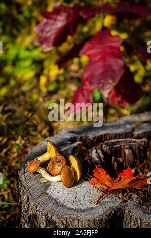 Raccolti commestibili selvatici funghi oleoso giacente sul moncone nella foresta. In verticale Foto Stock