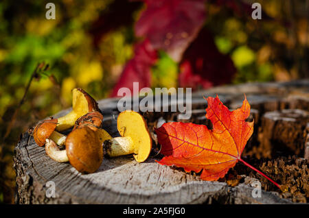 Appena raccolta funghi oleoso in bosco selvatico giacente sul moncone con colorate Foglie di autunno. Cibo vegetariano. Spazio di copia, il fuoco selettivo. Foto Stock