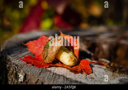 Appena raccolto oleose i funghi di bosco selvatico giacente sul moncone con colorate Foglie di autunno. Cibo vegetariano. Spazio di copia, close up Foto Stock