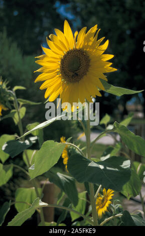 GIRASOLE COMUNE (HELIANTHUS ANNUUS) ALLA LUCE DEL SOLE. AUSTRALIA. Foto Stock