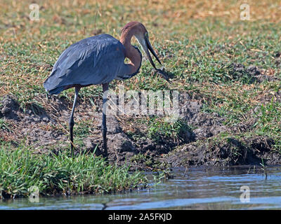 Airone rosso con il pesce nel becco Foto Stock