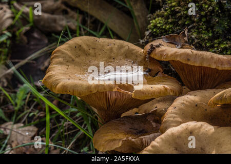 Pleurotus eryngii fungo con acqua sul suo cappuccio nel bosco Foto Stock