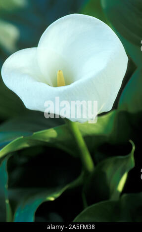 Close up di Arum lily (Zantedeschia aethiopica) Foto Stock