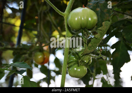 Bistecca di manzo pomodori sui tralci. Frutti di grandi dimensioni il pomodoro che è facile da coltivare a partire da sementi e ad alto contenuto di vitamine A e C. Foto Stock