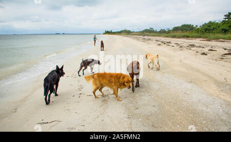 Donna con un gruppo di cani passeggiate sulla spiaggia, Fort De Soto, Florida, Stati Uniti Foto Stock