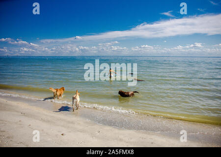 La donna nell'oceano con cinque cani, Fort De Soto, Florida, Stati Uniti Foto Stock