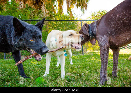 Tre cani masticare su un bastone, Fort De Soto, Florida, Stati Uniti Foto Stock