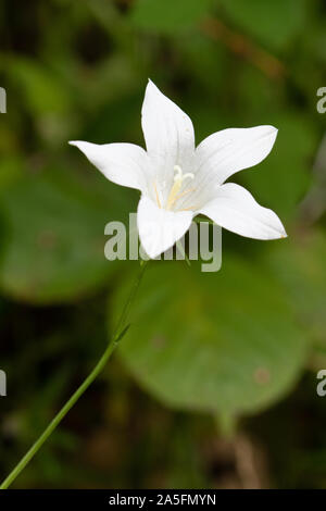 Wild varietà bianca di diffondere la Campanula (Campanula patula), il Parco Nazionale di Picos de Europa, Spagna Foto Stock