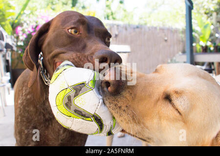 Due cani di mordere un calcio, Fort De Soto, Florida, Stati Uniti Foto Stock