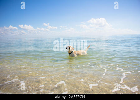 Il Labrador retriever in piedi in oceano, Fort De Soto, Florida, Stati Uniti Foto Stock