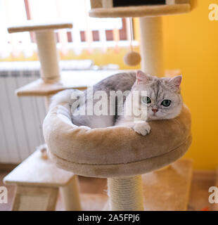 British shorthaired gattino giacente in pet letto su un rampicante Foto Stock
