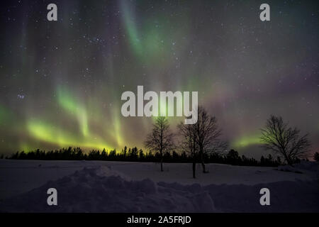 Luci del nord durante l'inverno paesaggio forestale, Lapponia, Finlandia Foto Stock