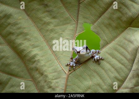 Amazon rana latte guardando attraverso un foro in una foglia, Indonesia Foto Stock