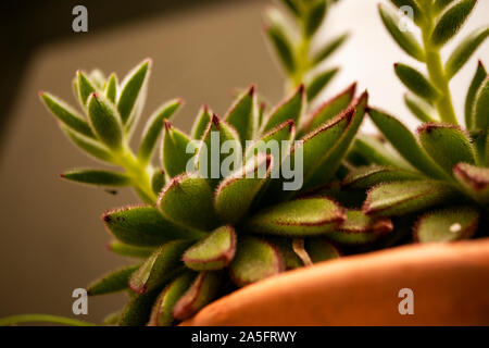 Echeveria harmsii (chiamato anche impianto di peluche) dal mio giardino. Girato con una Nikon D3100 e modificati con Photoshop CC 2019. Foto Stock