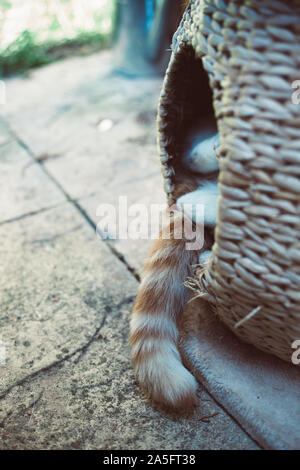 Lo zenzero tabby cat dormire fuori in un pod di vimini Foto Stock