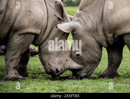 Due rinoceronti combattimenti, England, Regno Unito Foto Stock