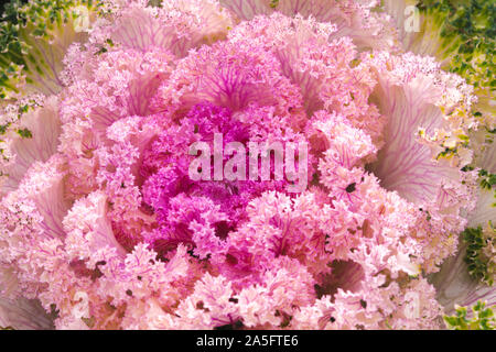 Cavoli ornamentali, sfumature di viola, rosa e bianco. La bellezza di tardo autunno. Foto Stock