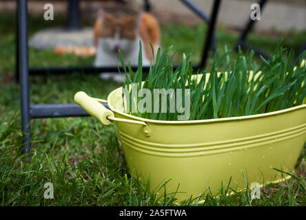 Foto di una piantatrice giallo con erba gatto e un gatto di zenzero in background Foto Stock
