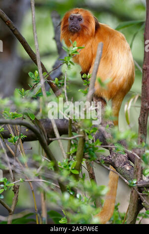 Golden Lion Tamarin - Leontopithecus rosalia rari Nuovo Mondo Monkey dall Atlantico costa del Brasile Foto Stock